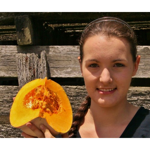 SPRAY FREE NEW SEASONS QUARTER CROWN PUMPKIN  - MEDIUM - KATIKATI Grown 